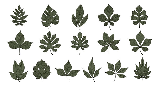 A collection of diverse green leaves showing various shapes and venation patterns for botanical study and design.