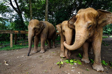 Elephant Natural Park