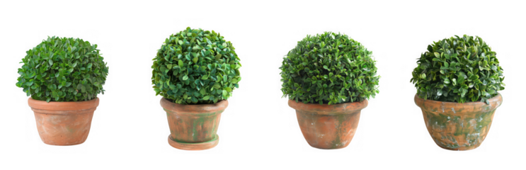 Four green potted boxwood plants in terracotta pots, isolated on transparent background