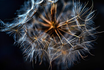 Inner world of dandelion in the glow of light and silence
A view into the dandelion core reveals  play of light, shadow, and natural fragility.

