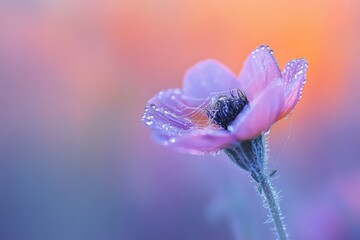 A delicate purple flower sparkling with dew drops and a spiderweb, set against a dreamy pastel gradient of warm and cool hues.