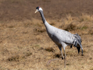 Common cranes