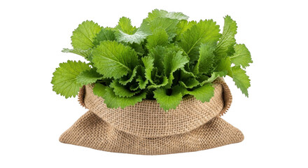 Fresh green mustard leaves in a burlap sack isolated on transparent background
