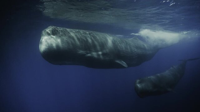 4K underwater footage of sperm whales in their natural habitat: close-ups, smooth motion, deep-blue ocean, and a clean documentary style perfect for archives and broadcast content.