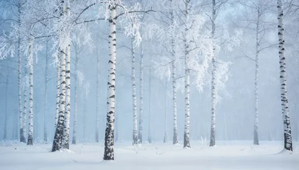 Canvas schilderij Berkenbos Ethereal birch grove draped in hoarfrost stands silently within mystical winter fog  © bluebeat76
