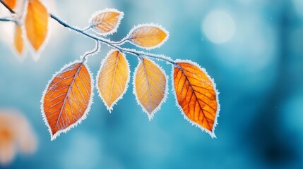 Frosted autumn leaves on a branch in a tranquil setting