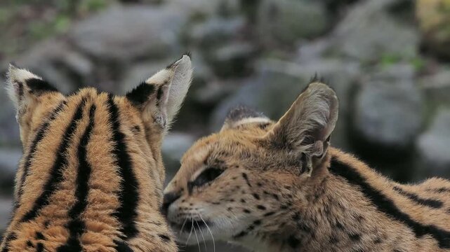 two beautiful servals in mating games