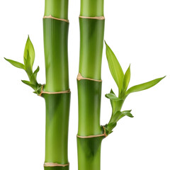 Two green bamboo stalks with new leaves isolated on transparent background