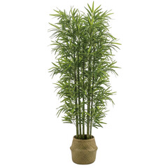 Tall green bamboo plant in a woven pot isolated on transparent background
