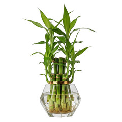 Lucky bamboo plant in a glass vase isolated on transparent background
