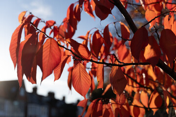 Vibrant autumn leaves in sunlight