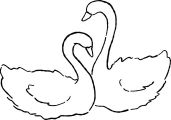 Hand Drawn Couple of Swan
