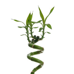 Lucky bamboo plant spiral stem with green leaves isolated on transparent background