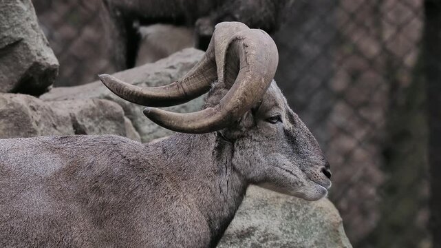 Portrait of a blue ram in natural conditions