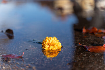 Yellow flower in puddle with autumn leaves