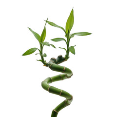 Lucky bamboo plant spiraling upwards isolated on transparent background