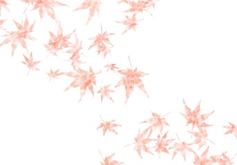 Watercolor Japanese Maple Leaves Scattered on White Background | Autumn Foliage, Red Maple, Fall Season Design
