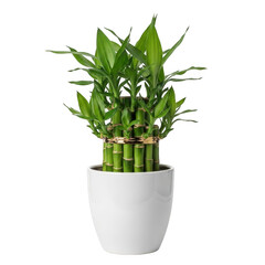 Lucky bamboo plant in a white pot isolated on transparent background