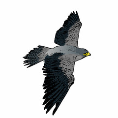 A detailed vector illustration of a flying raptor bird with realistic feathers and dynamic wing position.