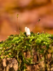 Moss rods in backlight, a magical macro world