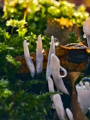 Mushroom with dew drops in moss in warm backlight macro shot