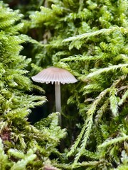 Mushroom in moss in warm backlight macro shot