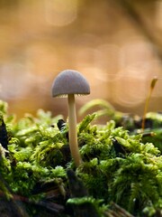 Mushroom in moss in warm backlight macro shot