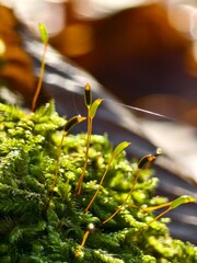 Moss rods in backlight, a magical macro world