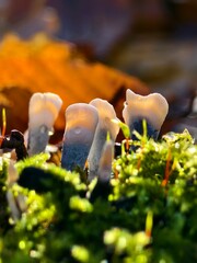 Mushroom in moss in warm backlight macro shot