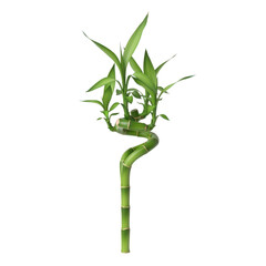 Lucky bamboo plant with twisted stalk isolated on transparent background