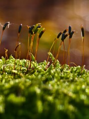 Moss rods in backlight, a magical macro world