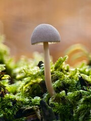 Mushroom in moss in warm backlight macro shot