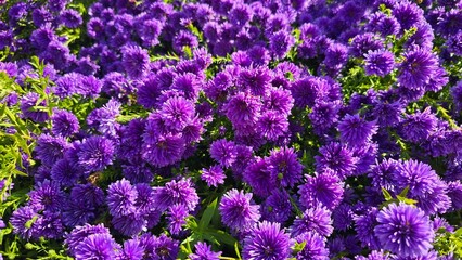 A feast of beautiful purple flowers