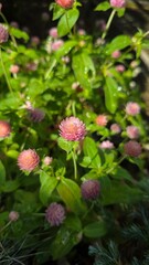 A close-up bright pink flower