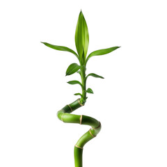 Lucky bamboo plant with spiraling stem isolated on transparent background