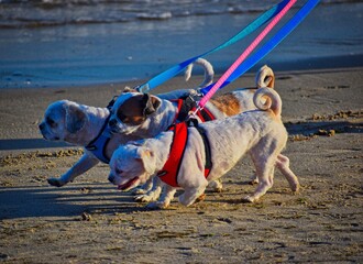 dogs running on the beach