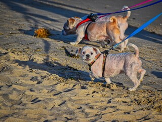dogs on the beach