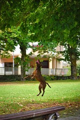 dog playing in the park