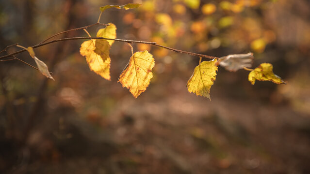 Golden birch leaves glowing in dappled sunlight, soft bokeh background capturing serene autumn woods and warm yellow foliage in a tranquil nature close-up