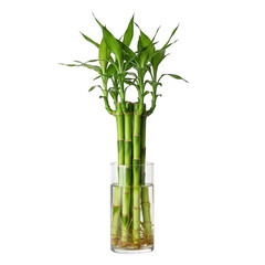 Lucky bamboo plant in a glass vase isolated on transparent background