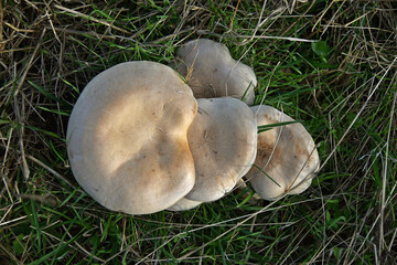 Edible mushrooms of the genus Tricholoma purpurea
Four caps macro flora nature autumn