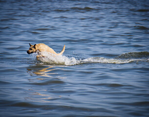 dog in water