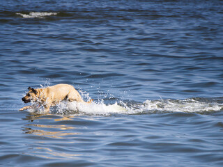 dog playing in water