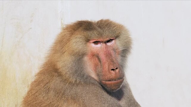 portrait of papio Hamadryas on a white background, slow motion