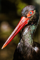 portrait of a stork