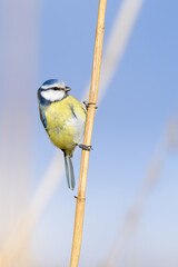 blue tit on a branch