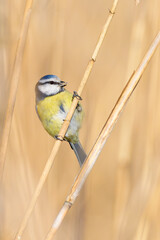 blue tit on a branch