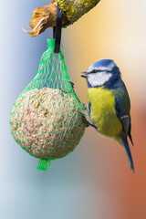 blue tit