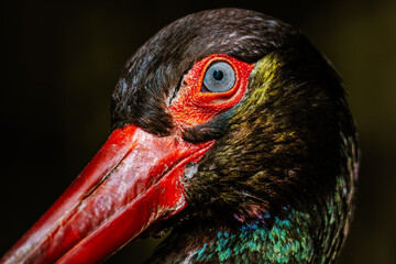 portrait of a stork