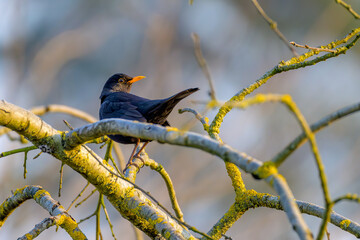 Common blackbird
